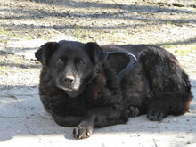 THEDA, Hund, Mischlingshund in Bulgarien - Bild 11