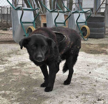 THEDA, Hund, Mischlingshund in Bulgarien - Bild 3