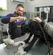 THEDA, Hund, Mischlingshund in Bulgarien - Bild 8