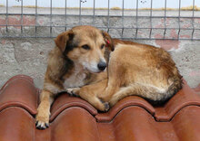 EGON, Hund, Mischlingshund in Bulgarien - Bild 11