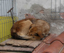 EGON, Hund, Mischlingshund in Bulgarien - Bild 13