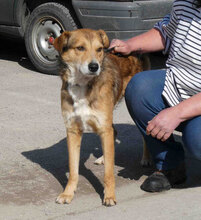 EGON, Hund, Mischlingshund in Bulgarien - Bild 2