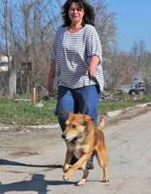 EGON, Hund, Mischlingshund in Bulgarien - Bild 4