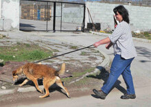EGON, Hund, Mischlingshund in Bulgarien - Bild 5