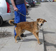 EGON, Hund, Mischlingshund in Bulgarien - Bild 6