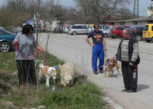 EGON, Hund, Mischlingshund in Bulgarien - Bild 8