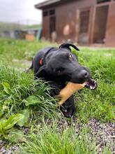 BRIX, Hund, Mischlingshund in Slowakische Republik - Bild 7