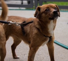 KUMAL, Hund, Mischlingshund in Kroatien - Bild 1