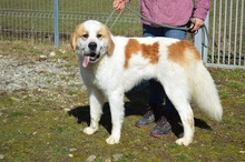 AMAROK, Hund, Mischlingshund in Rumänien - Bild 1
