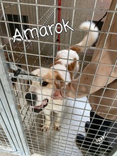 AMAROK, Hund, Mischlingshund in Rumänien - Bild 10