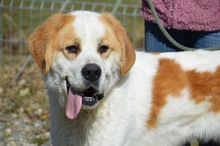 AMAROK, Hund, Mischlingshund in Rumänien - Bild 2