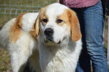AMAROK, Hund, Mischlingshund in Rumänien - Bild 3