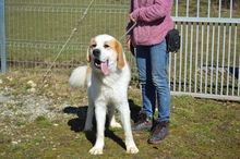 AMAROK, Hund, Mischlingshund in Rumänien - Bild 5