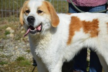 AMAROK, Hund, Mischlingshund in Rumänien - Bild 8