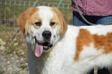 AMAROK, Hund, Mischlingshund in Rumänien - Bild 9