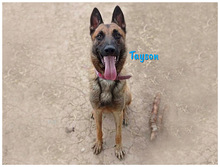 TAYSON, Hund, Malinois-Mix in Spanien - Bild 1