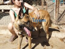 TAYSON, Hund, Malinois-Mix in Spanien - Bild 11