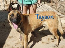 TAYSON, Hund, Malinois-Mix in Spanien - Bild 2