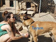 TAYSON, Hund, Malinois-Mix in Spanien - Bild 3
