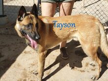 TAYSON, Hund, Malinois-Mix in Spanien - Bild 5
