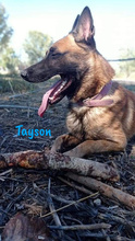 TAYSON, Hund, Malinois-Mix in Spanien - Bild 9