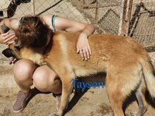 TAYSON, Hund, Malinois in Spanien - Bild 10