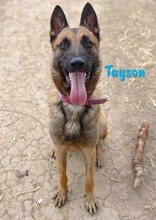 TAYSON, Hund, Malinois in Spanien - Bild 12
