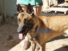 TAYSON, Hund, Malinois in Spanien - Bild 6