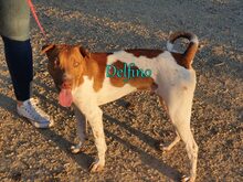 DELFINO, Hund, Shar Pei-Podenco-Mix in Spanien - Bild 3