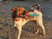 DELFINO, Hund, Shar Pei-Podenco-Mix in Spanien - Bild 6