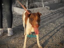 DELFINO, Hund, Shar Pei-Podenco-Mix in Spanien - Bild 7