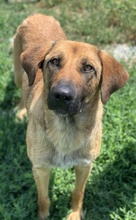 XAWI, Hund, Mischlingshund in Griechenland - Bild 10