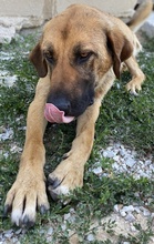 XAWI, Hund, Mischlingshund in Griechenland - Bild 4
