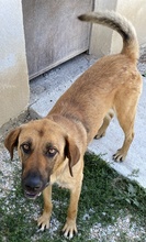 XAWI, Hund, Mischlingshund in Griechenland - Bild 7