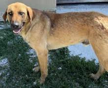 XAWI, Hund, Mischlingshund in Griechenland - Bild 8