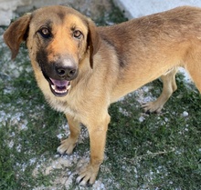 XAWI, Hund, Mischlingshund in Griechenland - Bild 9