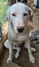 RACKO, Hund, Mischlingshund in Griechenland - Bild 11