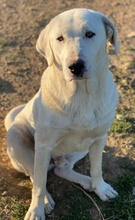 RACKO, Hund, Mischlingshund in Griechenland - Bild 13