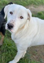 RACKO, Hund, Mischlingshund in Griechenland - Bild 14