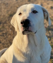 RACKO, Hund, Mischlingshund in Griechenland - Bild 15