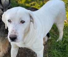 RACKO, Hund, Mischlingshund in Griechenland - Bild 21