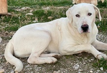 RACKO, Hund, Mischlingshund in Griechenland - Bild 25