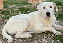 RACKO, Hund, Mischlingshund in Griechenland - Bild 28