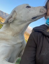 RACKO, Hund, Mischlingshund in Griechenland - Bild 30