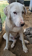RACKO, Hund, Mischlingshund in Griechenland - Bild 5