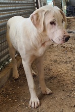 RACKO, Hund, Mischlingshund in Griechenland - Bild 6