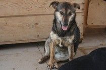 FOTINI, Hund, Mischlingshund in Backnang - Bild 1