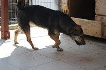 FOTINI, Hund, Mischlingshund in Backnang - Bild 3