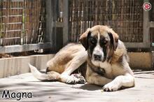 MAGNA, Hund, Mischlingshund in Donzdorf - Bild 2
