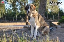 MAGNA, Hund, Mischlingshund in Donzdorf - Bild 3